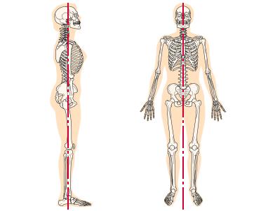 解剖学的肢位
