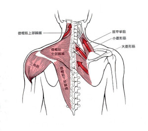 背部筋