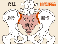 仙腸関節2