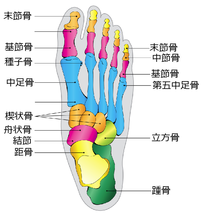 足根骨