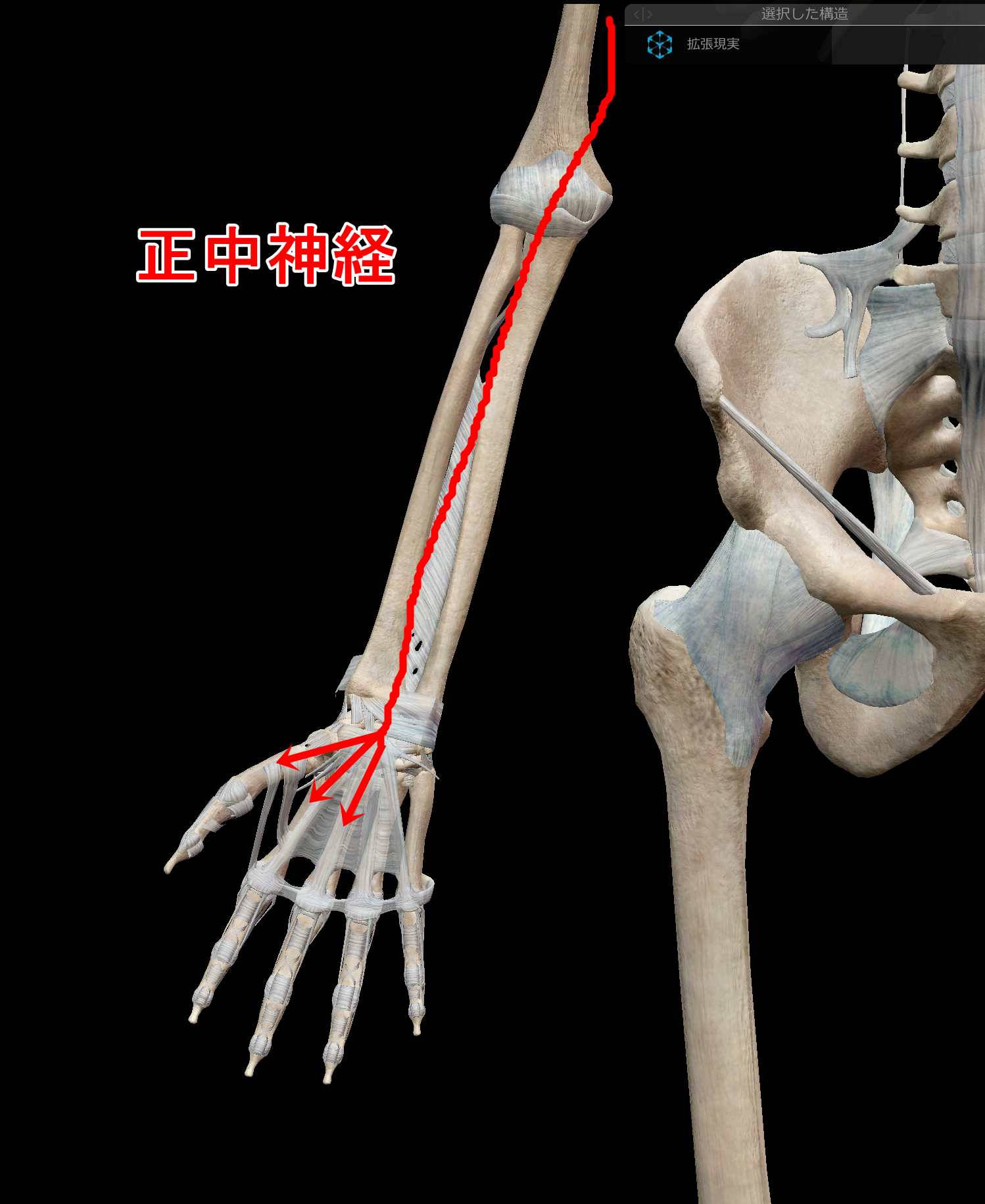 手の痺れ・正中神経障害/症状・原因・治療・予防解説 【なる.整骨院】腰痛・ぎっくり腰・坐骨神経痛｜横浜駅徒歩12分